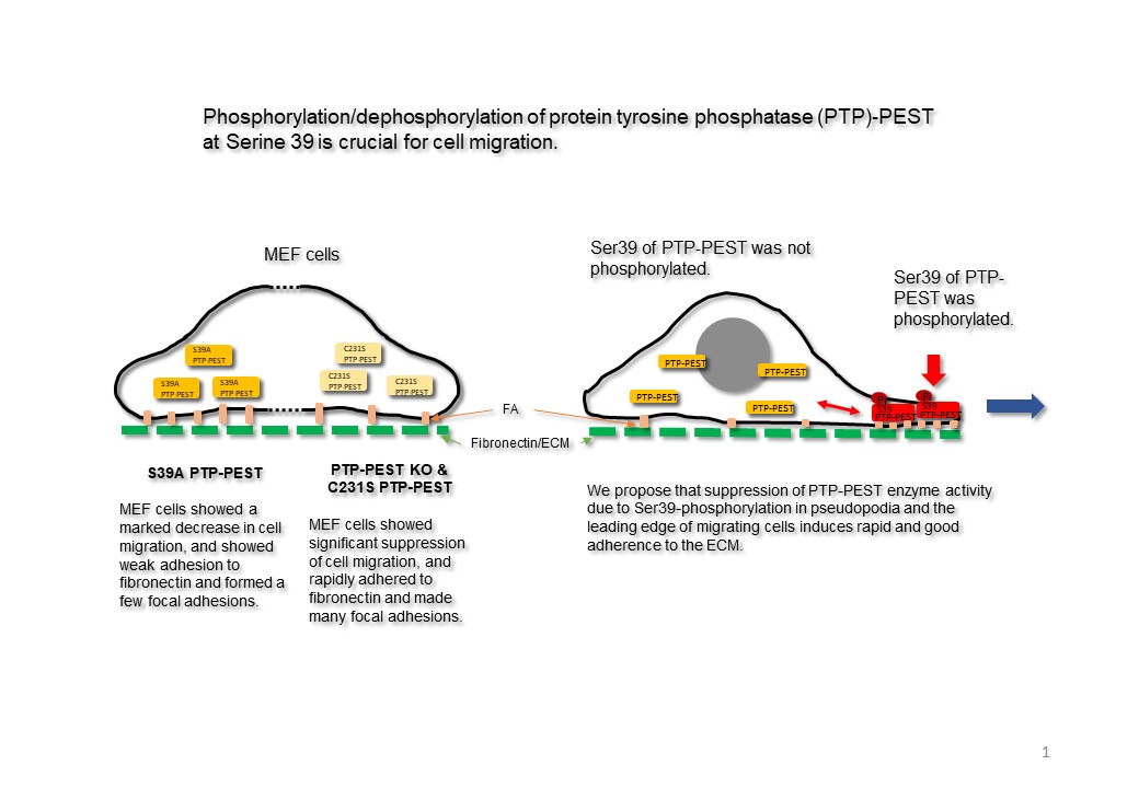 繊維芽細胞におけるPTP-PEST