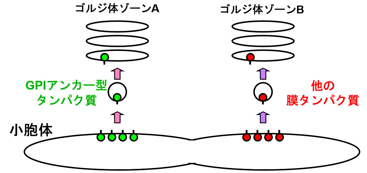 ゴルジ体ゾーンA：GPIアンカー型タンパク質 小胞体 / ゴルジ体ゾーンB：他の膜タンパク質 小胞体