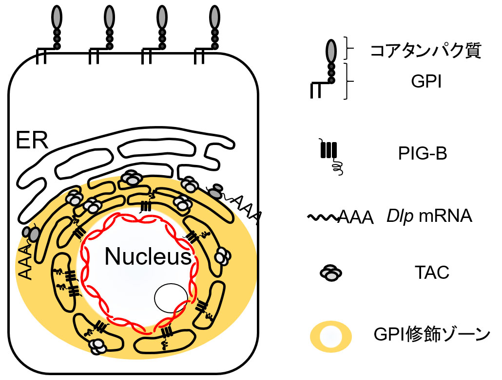 コアタンパク質GPI、PIG-B、Dlp mRNA、TAC、GPI修飾ゾーン