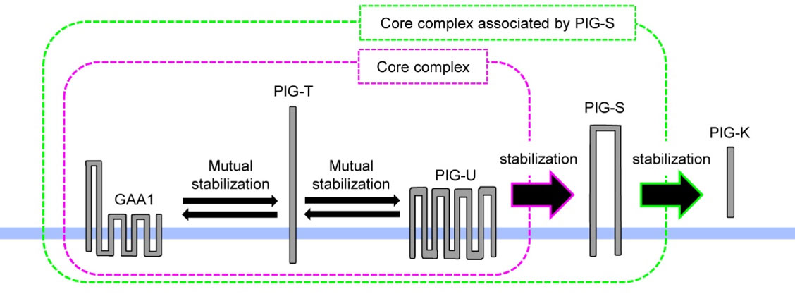 Core complex associated by PIG-S,Core complex,GAA1,Mutualstabilization,PIG-T,Mutualstabilization,PIG-U,stabilization,PIG-S,stabilization,PIG-K