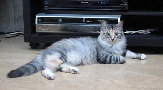 実松福花（ふっか）