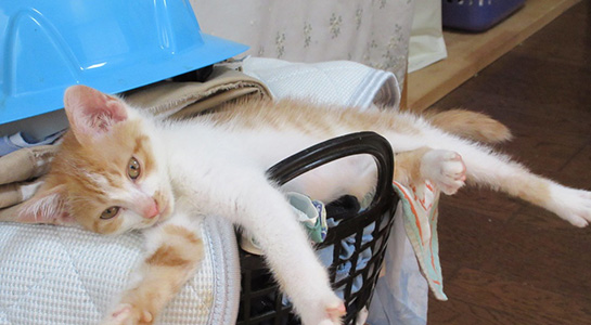 実松太一雷紋き～とん