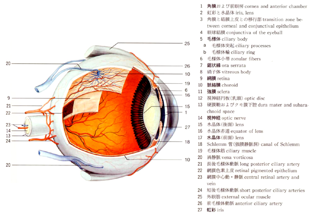 眼の発生と解剖・機能 (専門医のための眼科診療クオリファイ